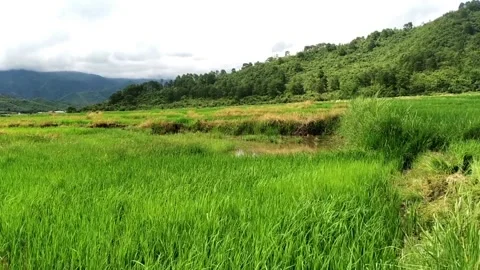 A VIEW OF VILLAGE SIDE 動画素材 136945848