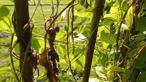 A view of vines growing around a support trunk. Stock Footage 323787383