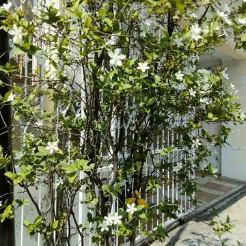 View of vines on the terrace Stock Photos