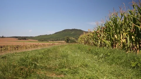 View of a vineyard along a dirt road Stock Footage 115477740