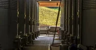 Grapes, vineyards and cellars