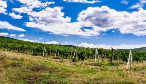 View of a vineyard in the Crimea Stock Photos