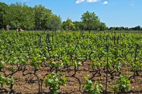 View at vineyard in Dalmatia on spring sun Stock Photos