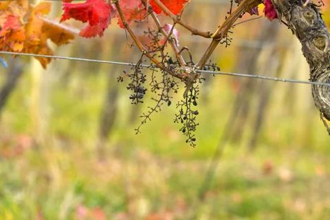View of a vineyard destroyed after an attack by starlings. Grapes damaged after Stock-Fotos