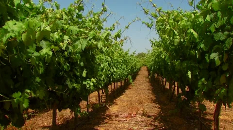 View of vineyard field Stock Footage 60691679