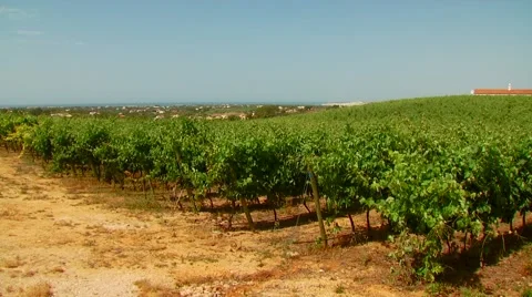 View of vineyard field Stock Footage 60691685