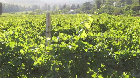 View of the vineyard Stock Footage 53085223