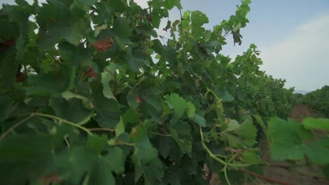 View of a vineyard Stock Footage 246594724