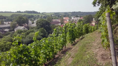 View of vineyard on hill with view of the city Sabile, Latvia Stock Footage 230969565