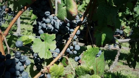 View of vineyard lane Stock Footage 79969236