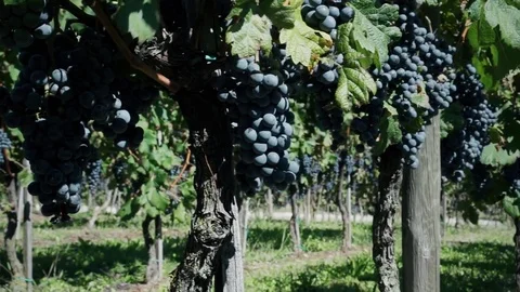 View of a vineyard lane Stock-Footage 79970735