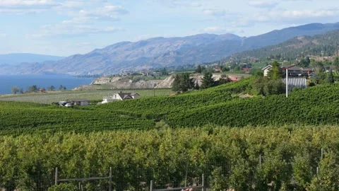 View of vineyard with Okanagan lake in the background Stock Footage 247942005
