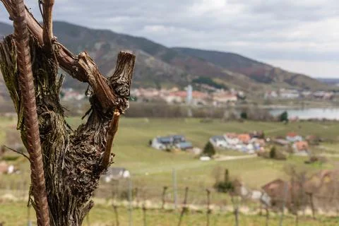 View from a vineyard over the Danube to Drnstein. Foto stock