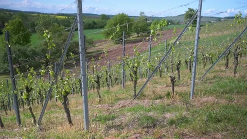 View from a vineyard over vines with fresh shoots Stock Footage 132282282
