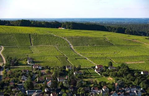 View of vineyard Stock Photos