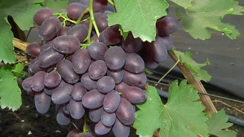 View of vineyard row with bunches of ripe red wine grapes Stock Footage 223820196