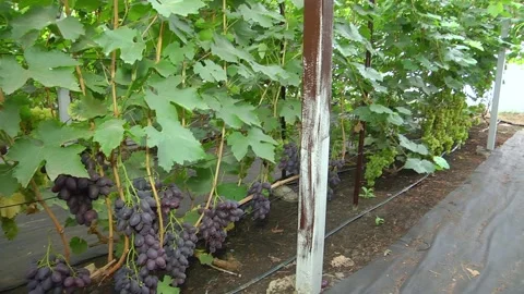 View of vineyard row with bunches of ripe red wine grapes 스톡 동영상 223820473