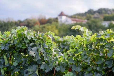 View of vineyard row without grapes. Grapes harvest season in the Republic of Stock Photos