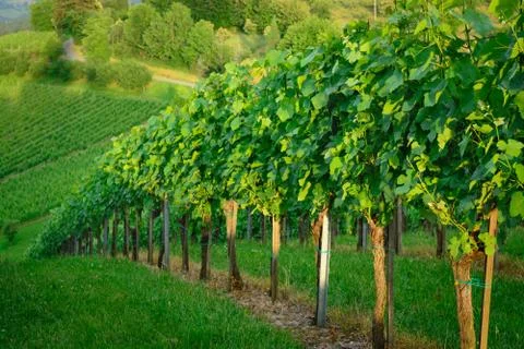 View of a vineyard in the summer Stock Photos