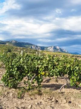 View of vineyard of winery farm Alushta in Crimea travel to Crimea - view ... Stock Photos