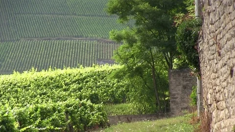 View of vineyards at the edge of a house Stock Footage 83874137