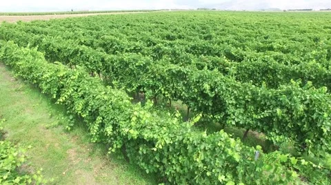 View of the vineyards fields in Montenegro 動画素材 54628678
