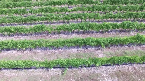 View of the vineyards fields in Montenegro Stock Footage 54642513
