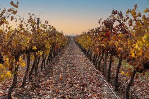 View vineyards of fine grapes in the fall Stock Photos