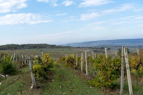View of the vineyards Stock Photos