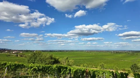 This view of the vineyards is a real work of art. The sky is like a canvas Stock Footage 287359914