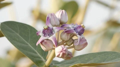 View of violet and white color flowers on top of desert plant Stock-Footage 150731297