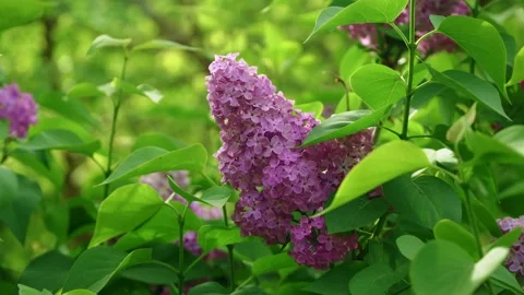View of violet lilac flower  스톡 동영상 152754579