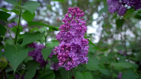 View of violet lilac flower  Stock Footage 152754661