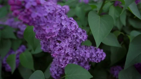 View of violet lilac flower  Stock Footage 152754672