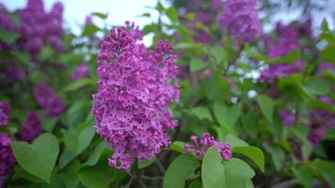 View of violet lilac flower  Stock Footage 152754727