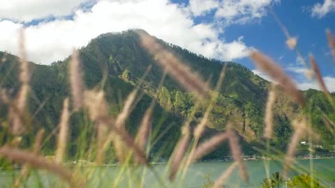 View on volcano behind cereal grass Stock Footage 158410220