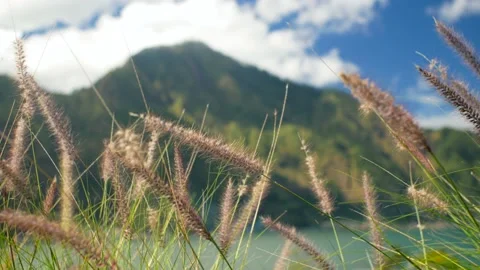 View on volcano behind cereal grass Stock Footage 159639660