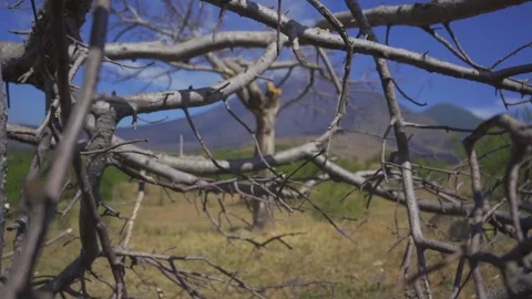 View of the volcano through the dry branches Stock Footage 293182204