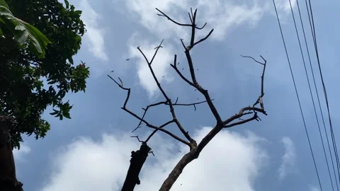 View of vultures or eagles flying in sky over a dead bare tree. Stock Footage 343685246