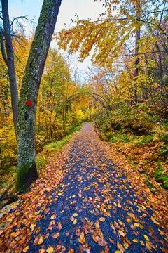 View walking down hiking path covered in fall leaves with trail marker and trees Stockfoto's
