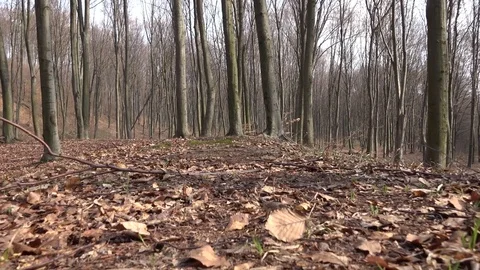 View of walking in forest dry leaves POV Point of view following animal predator Stock Footage 81974899