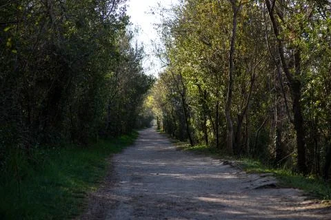 View of a walking forest path with green trees Stock Photos