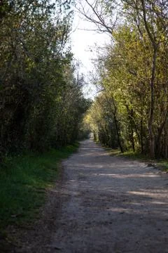 View of a walking forest path with green trees Stock Photos