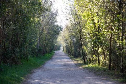 View of a walking forest path with green trees Stock Photos