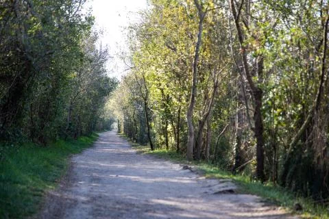 View of a walking forest path with green trees Stock Photos
