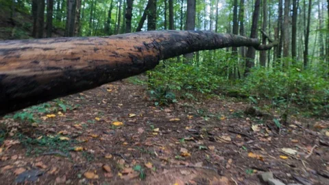 View Walking Through Forest Low Over Tree Stock Footage 96752959