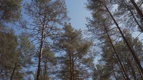 View walking through the forest man on top of trees. Walk through the forest Stock Footage 108320125