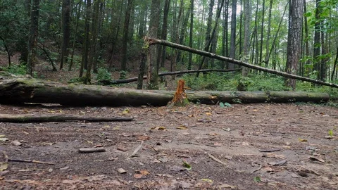View Walking Through Forest Under Broken Trees Stock Footage 96752977