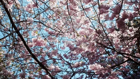 View from walking under pink blooming Cherry Blossom trees in spring. Stock-Footage 156710082