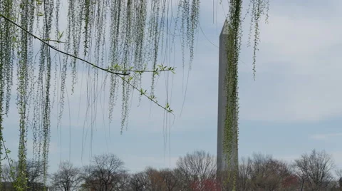 View on Washington Monument through tree brunches in Washington DC Video stock 61475256